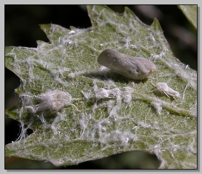 Invasione aliena, l''omottero Metcalfa pruinosa